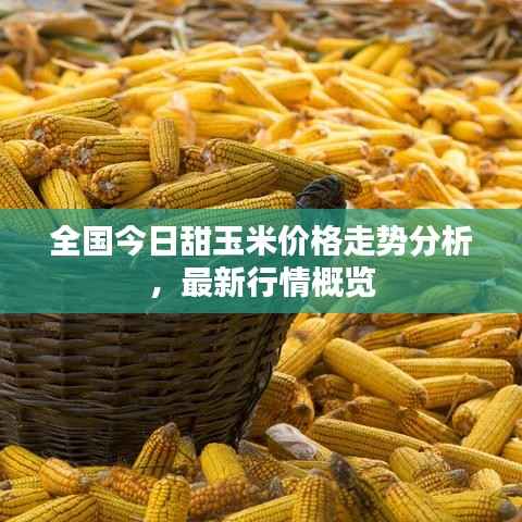 全国今日甜玉米价格走势分析,最新行情概览
