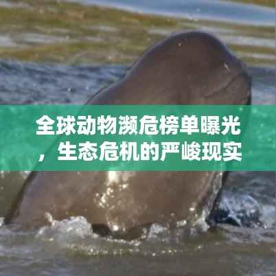 全球动物濒危榜单曝光,生态危机的严峻现实揭秘