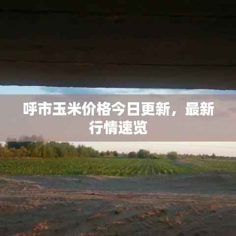 呼市玉米价格今日更新,最新行情速览